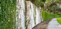 pinegrove-wall